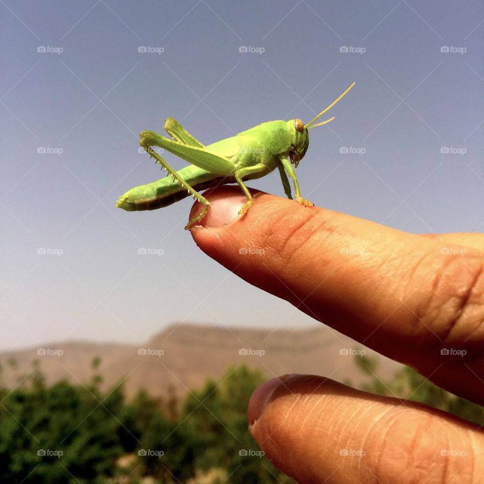 green grasshopper