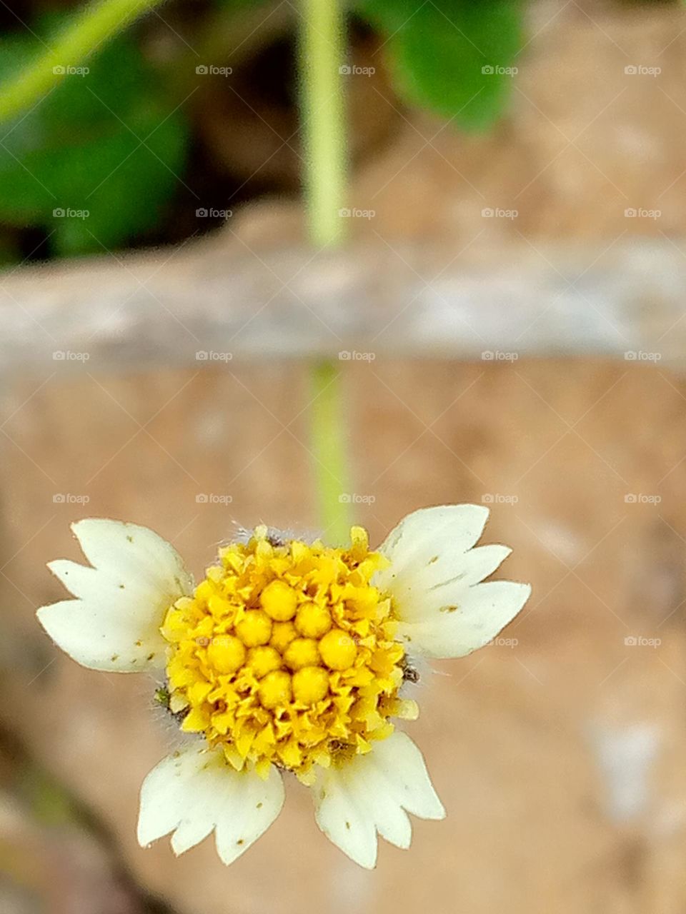Where there's love there is light
Like a wildflower you must allow yourself to grow In places people never thought you could
In the field of roses be a wildflower
Stand out!