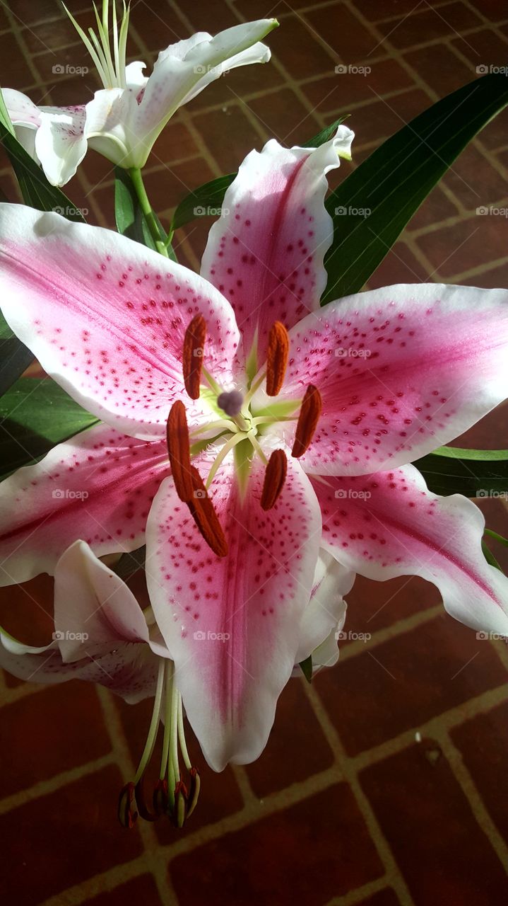 lily flower in bloom close up and beautiful