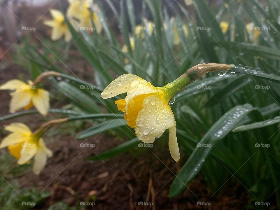 yellow daffodils in the garden after rain.