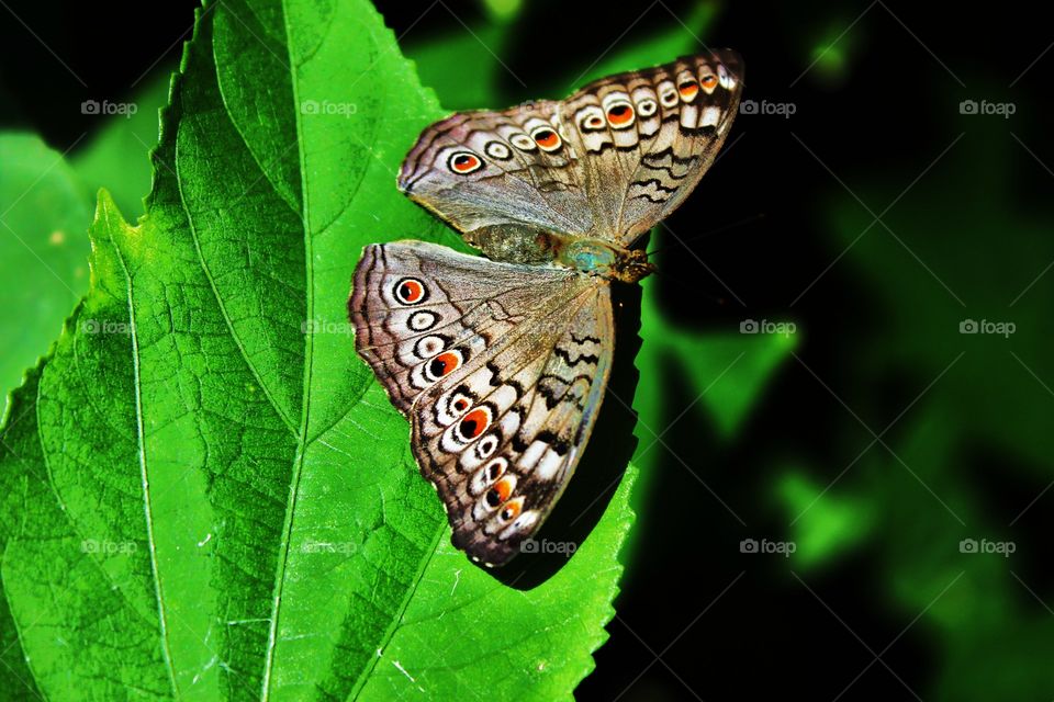 A beautiful butterfly making a pit stop 