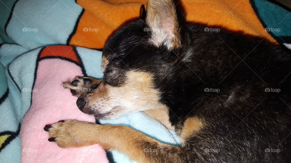 chihuahua sleeping