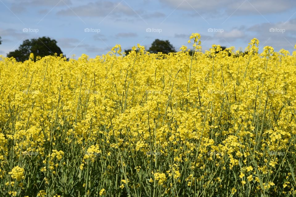 Yellow corn  🌾. Very beautiful Denmark 🌾