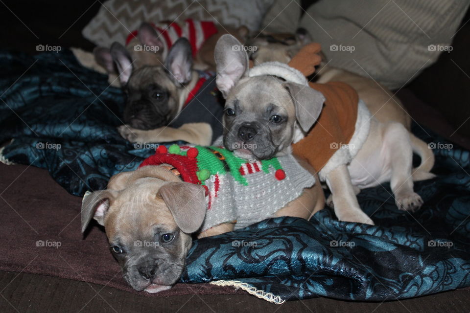 Holiday puppies snuggling