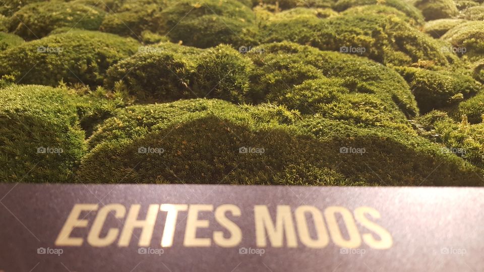 Eine Wand voller Moos.