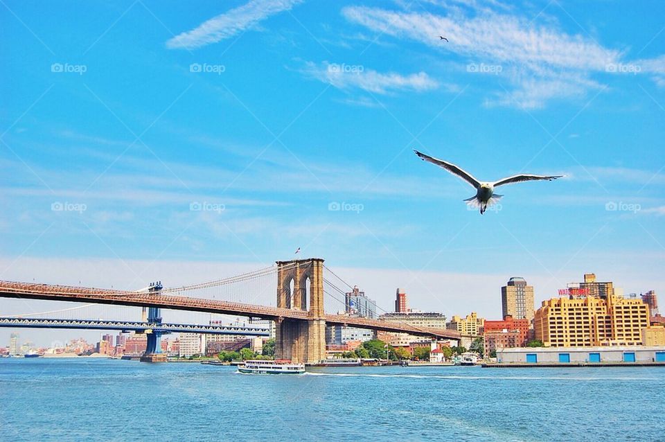 A bird flying around Brooklyn bridge