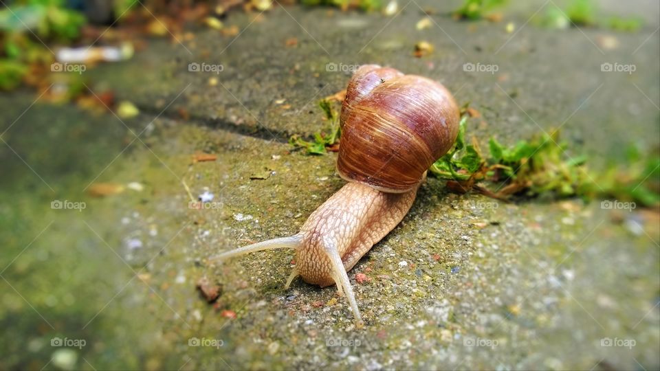 Snail