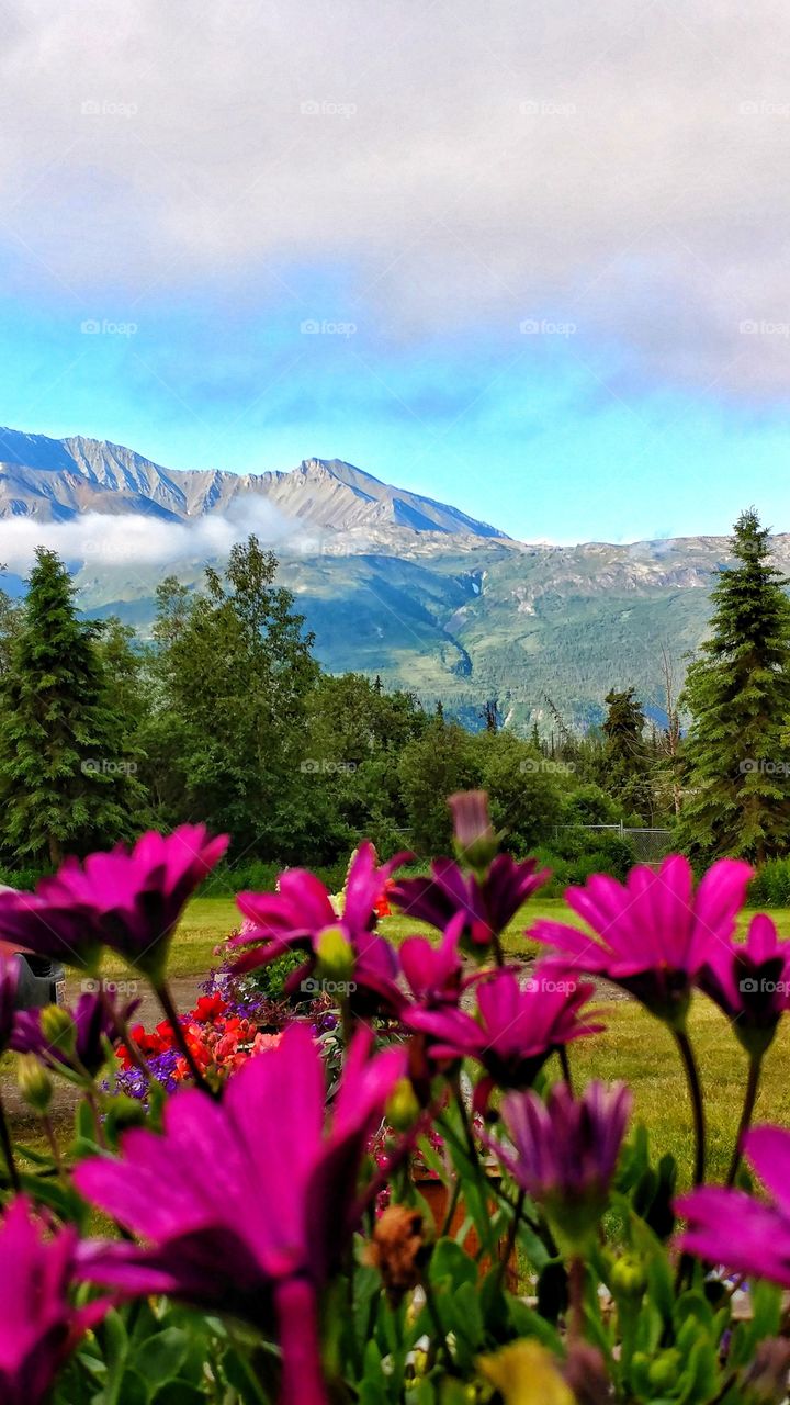 Sunshine and blue skies of Alaska on a beautiful summer day bends colorful flowers towards the sky.