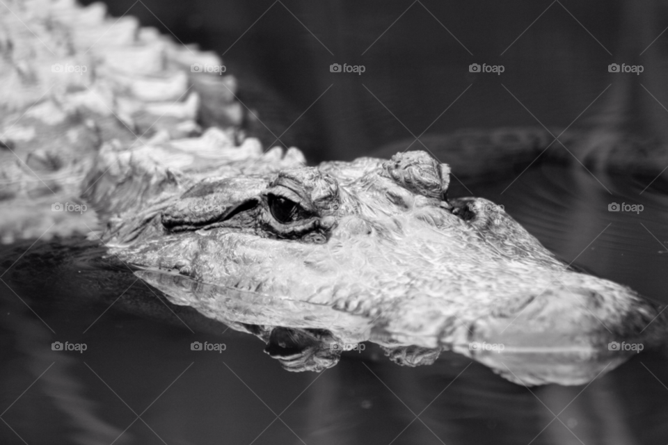 Close-up of a crocodile in water