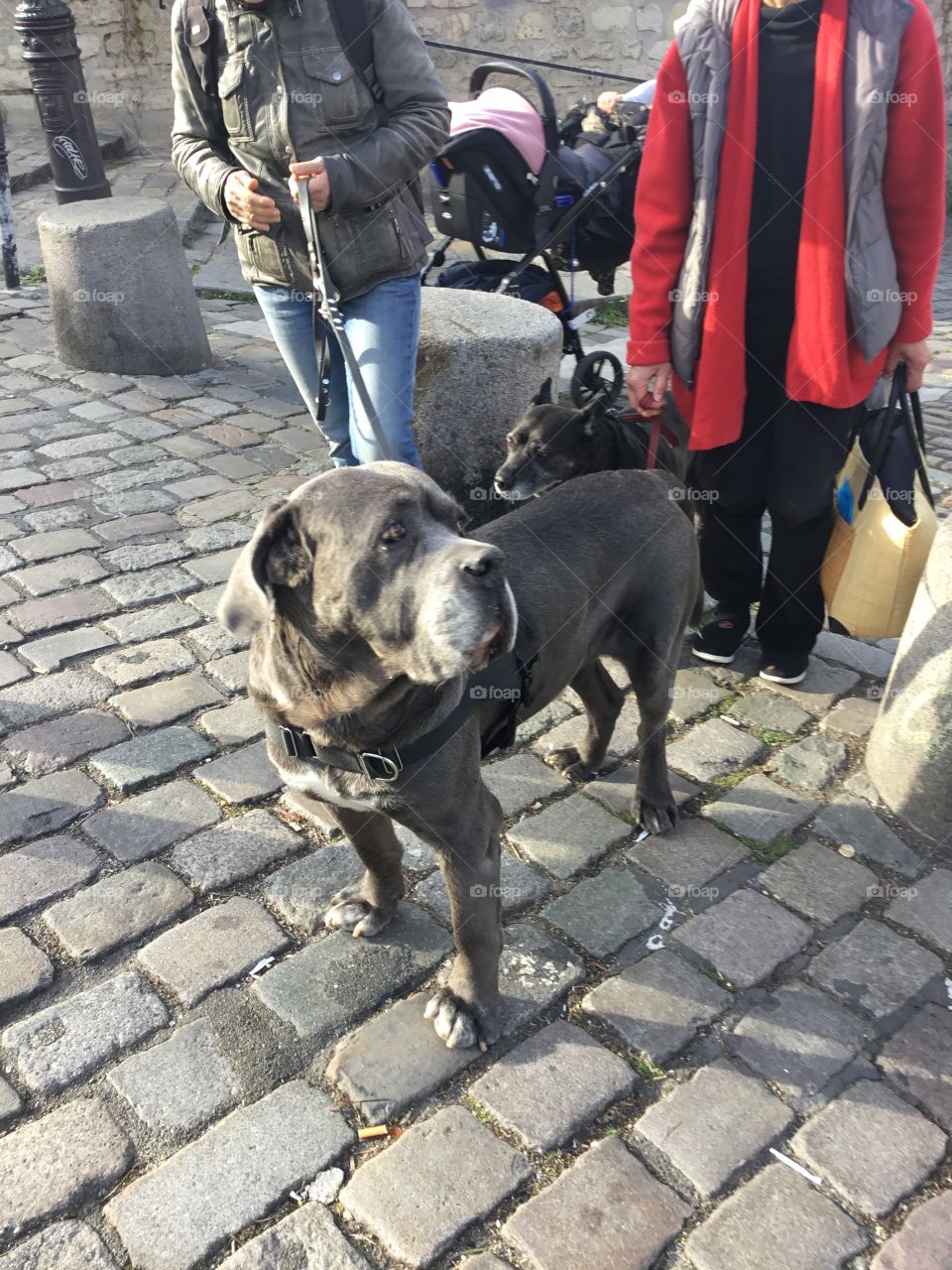 Fido is sniffing and looking around during his springtime walk down the cobble stone street