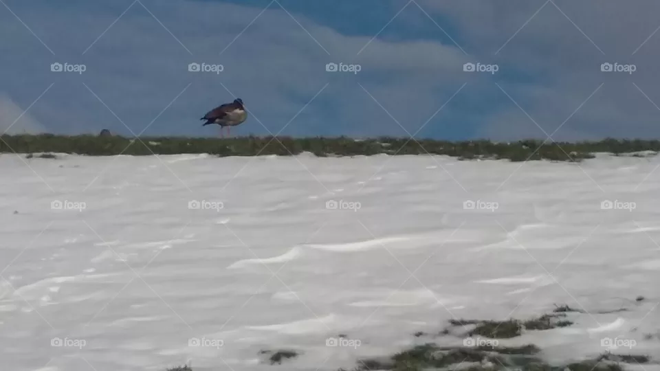 A duck on top of the dike