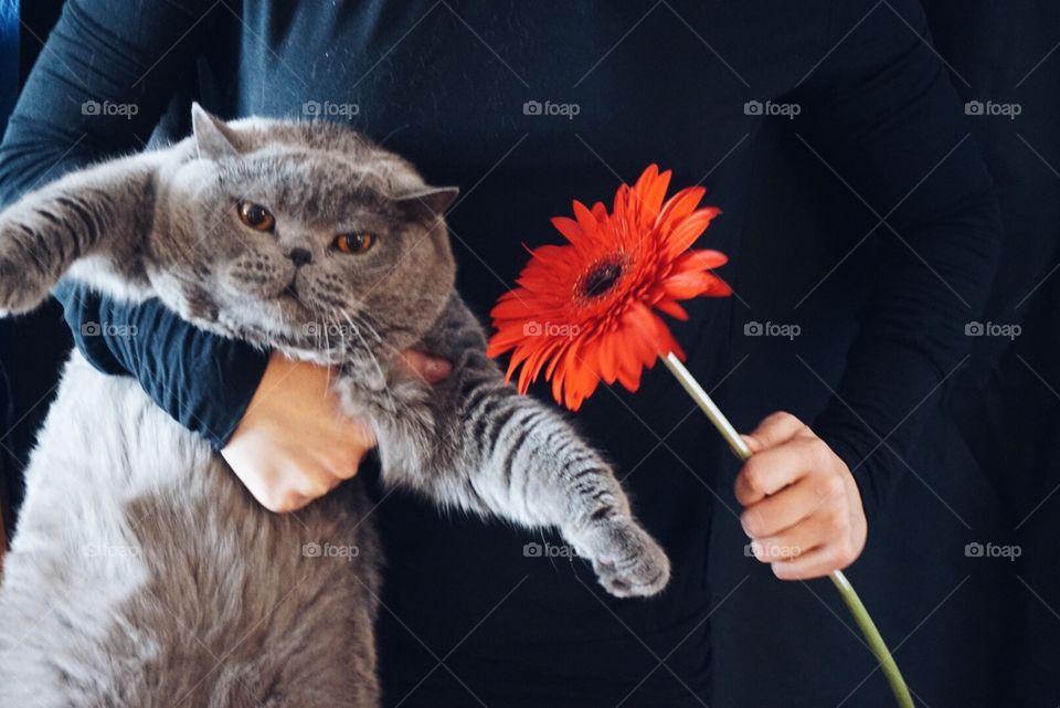 Cat and red 