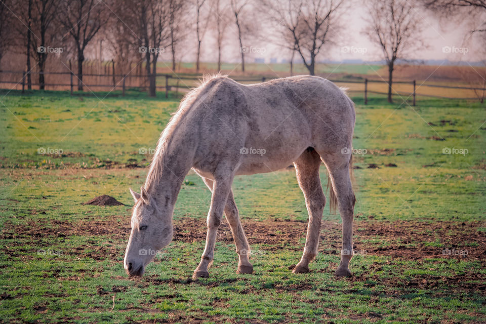 Horse at the graze at field