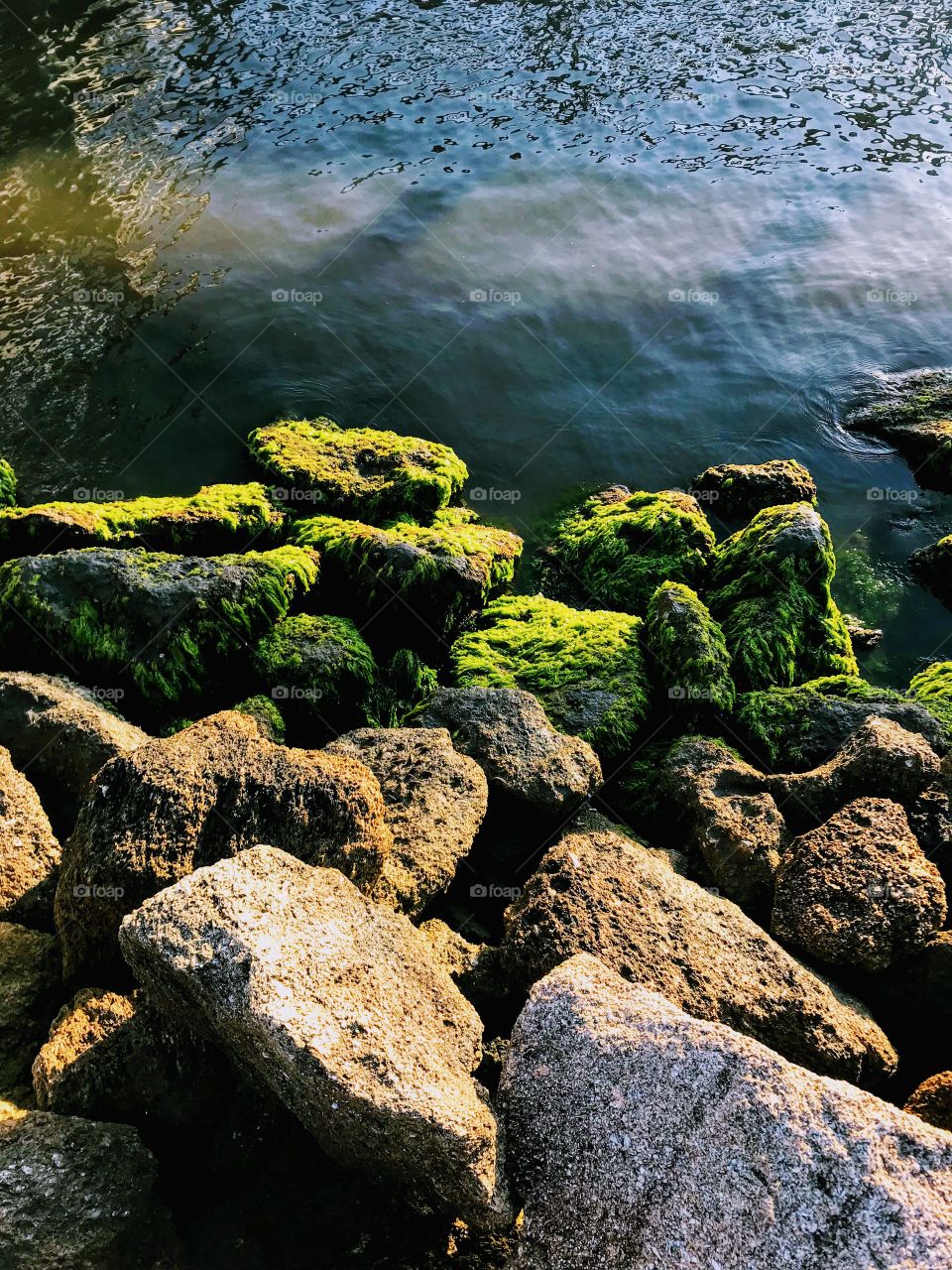 Moss-laden Rocks