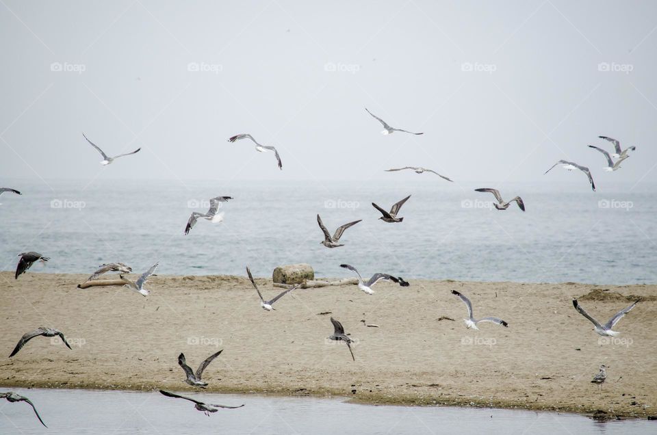 A Flock Of Seagulls Fly Over A Beach To The Sea