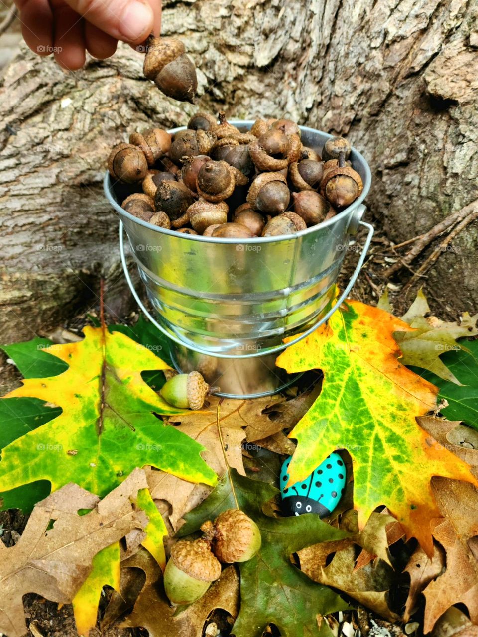 Collecting acorns