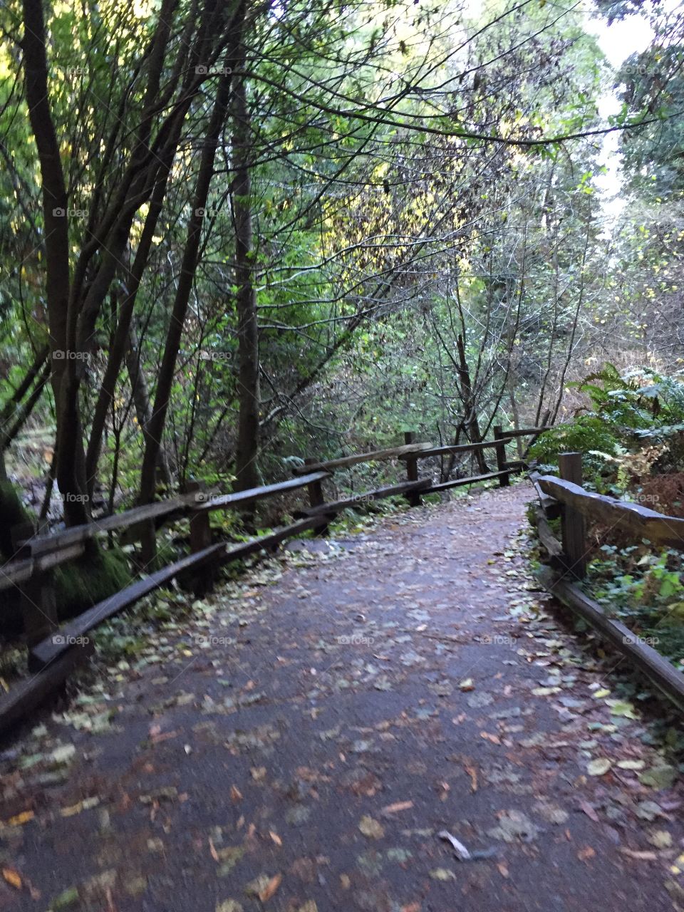 Muir Woods