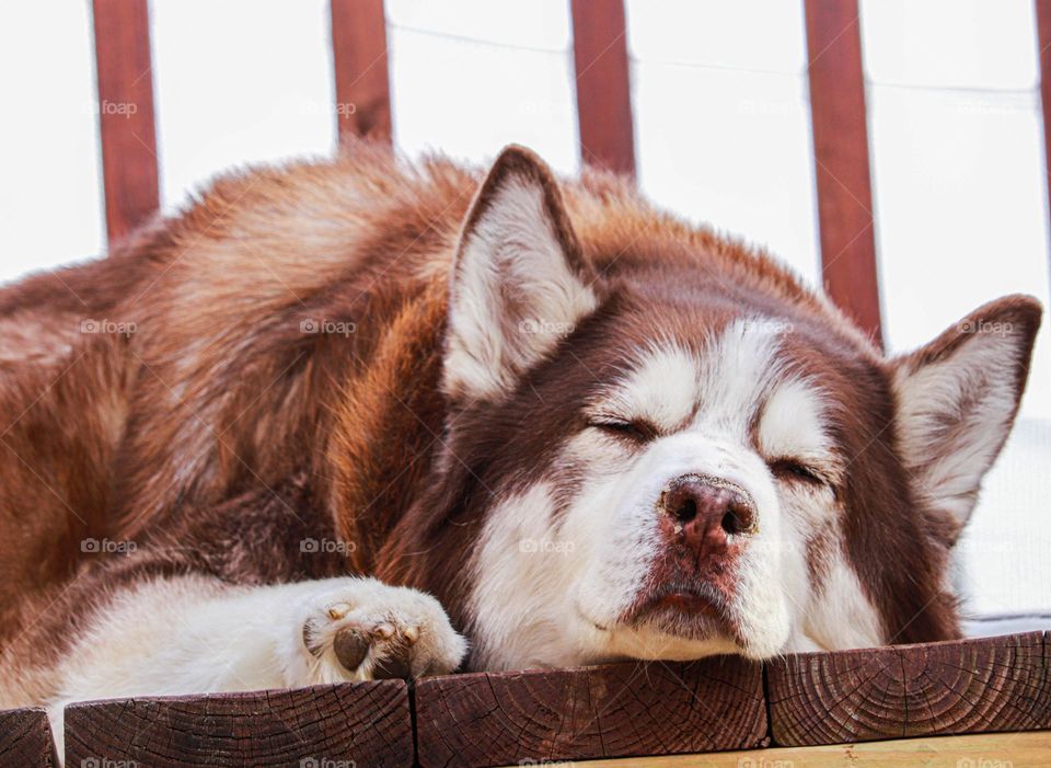 husky sleeping on the deck