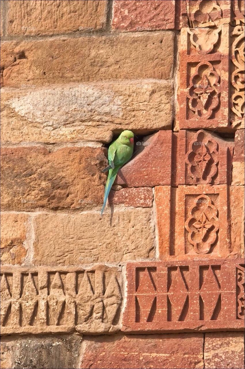 Resident in the ruins