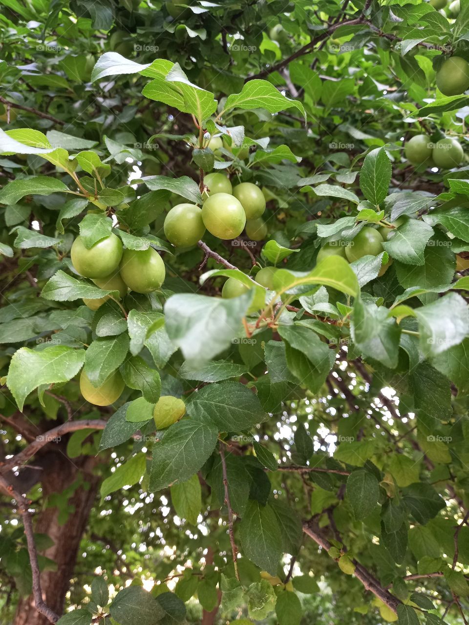 Wild Plum Tree
