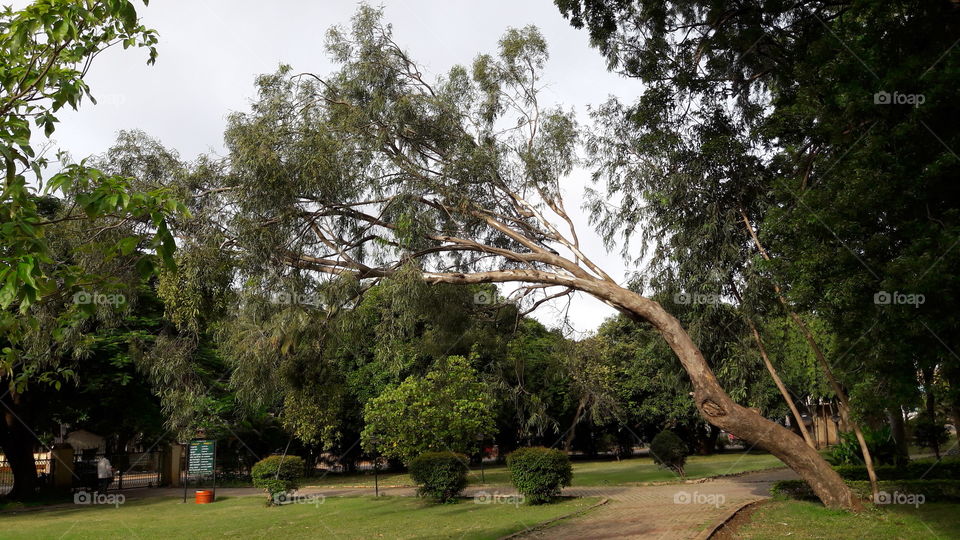 huge slanted tree