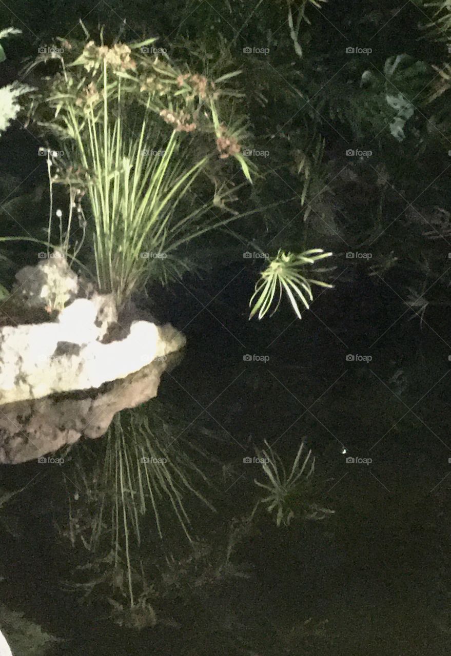 Papyrus by night and its reflection 