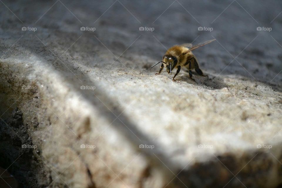 Honeybee pausing on a shaded rock.