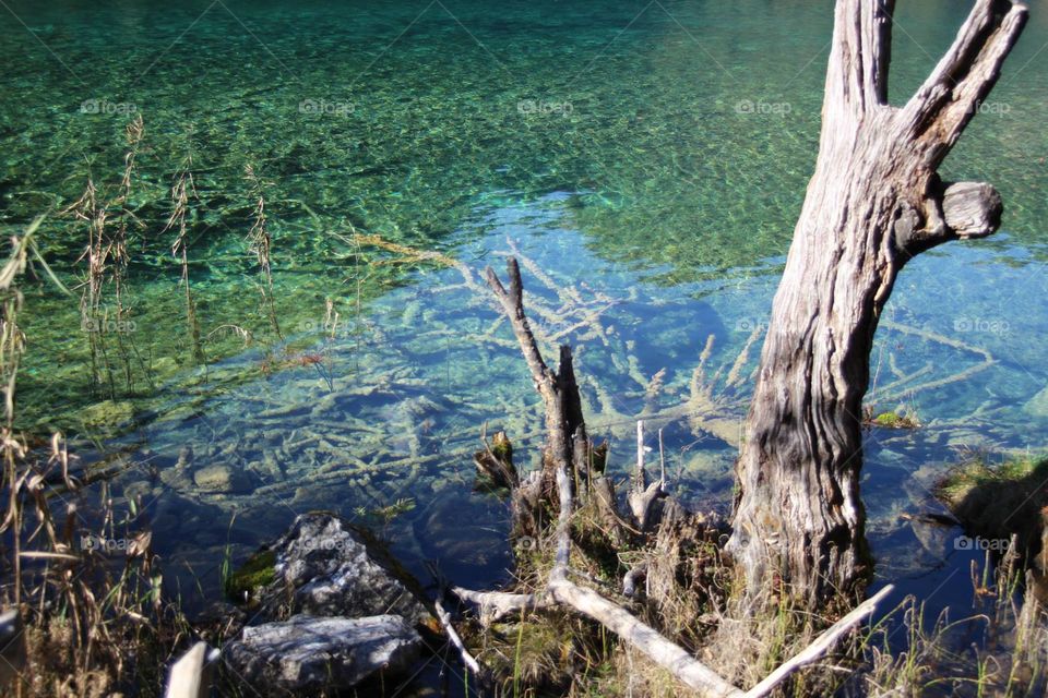 clear lake & tree stump. lake in China