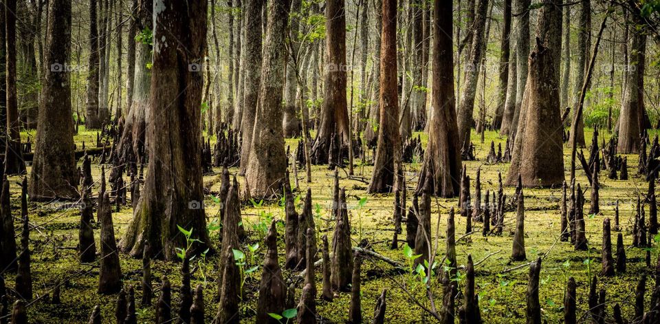Wide angle capture of a quiet swamp