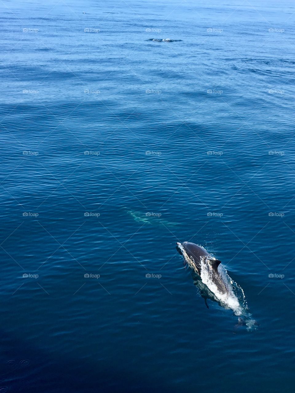 Dolphin seen from Catalina express