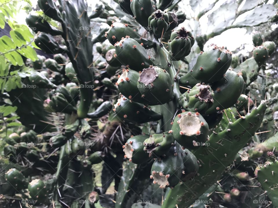 Unripped Fruit of Cactus...