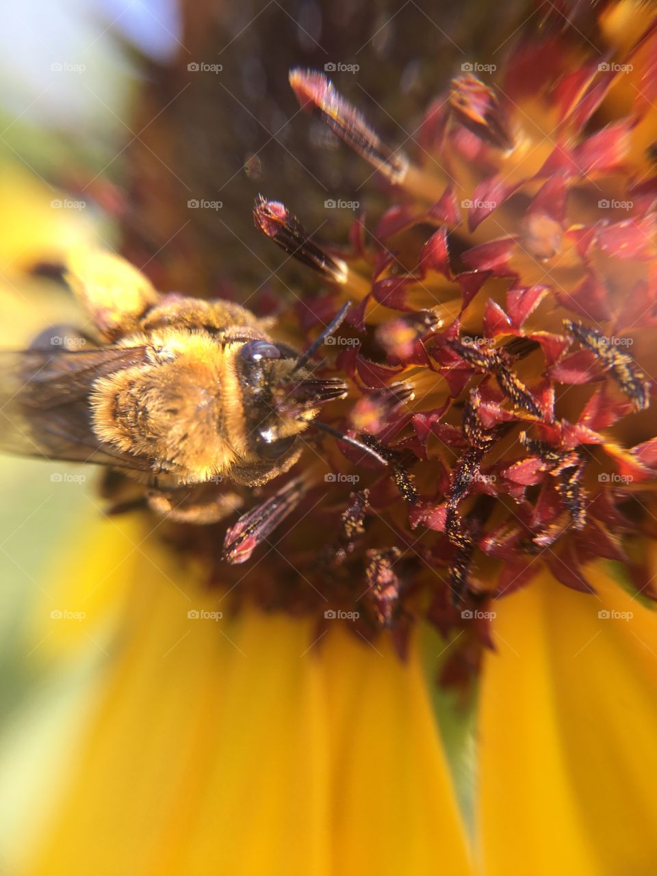 Honeybee on sunflower