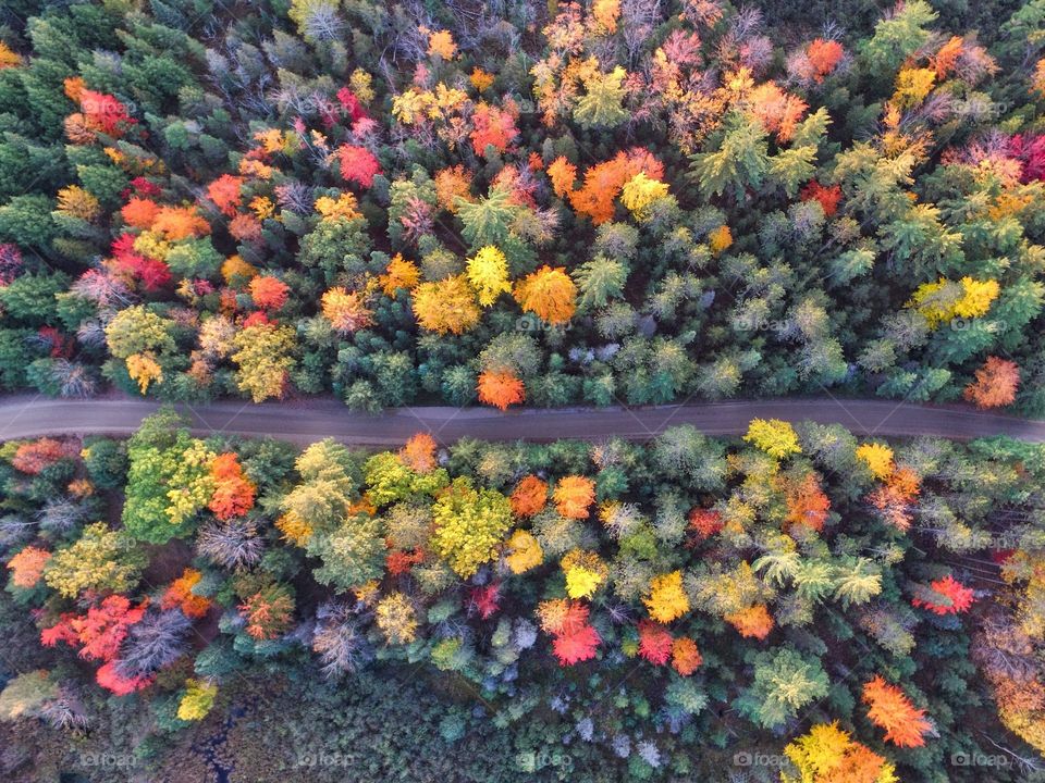Beautiful maple forest scenery