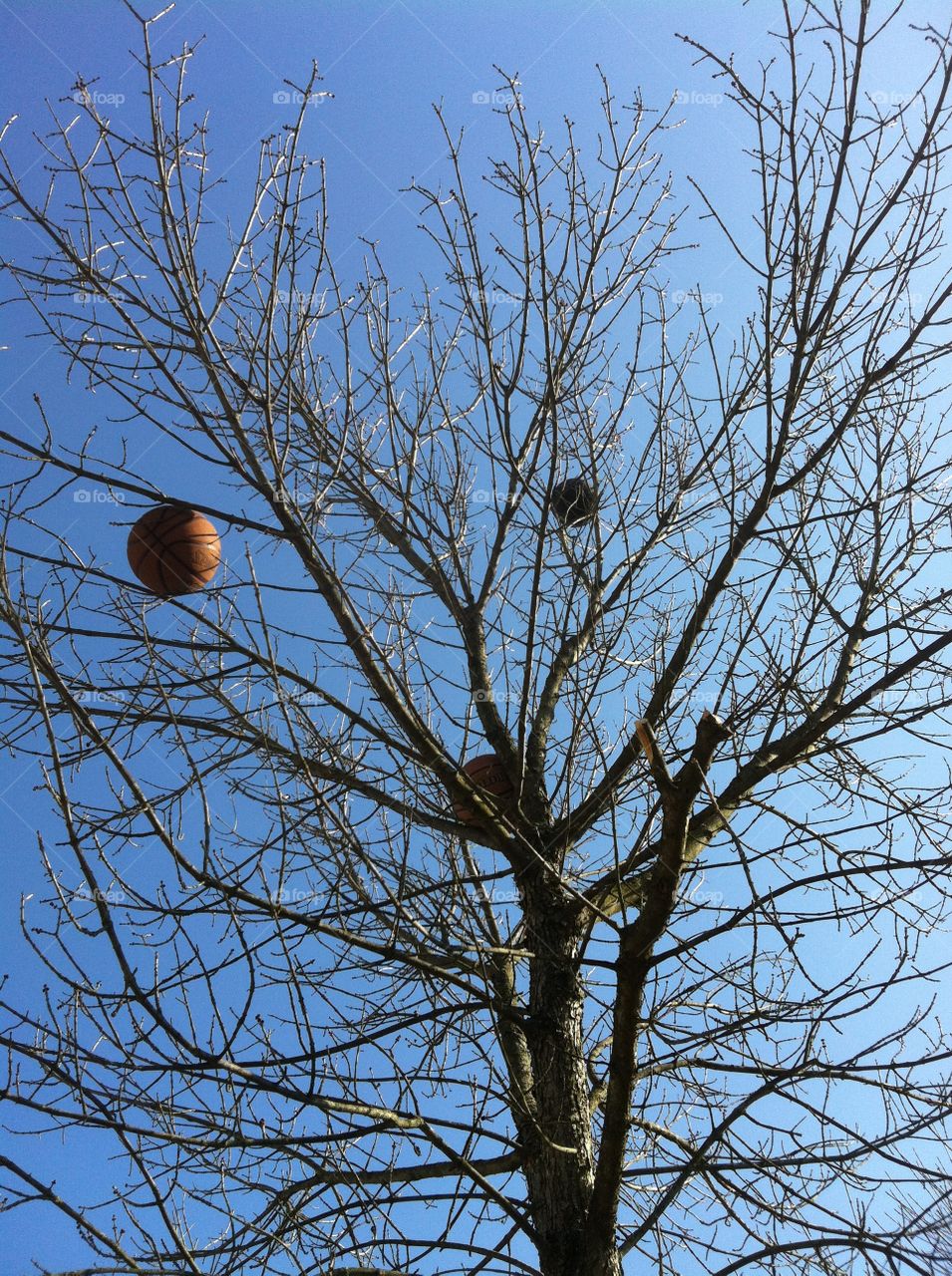 basketballs stuck on a tree