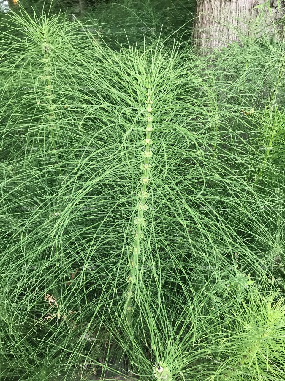 A plant that I spotted growing, I loved the texture of it.