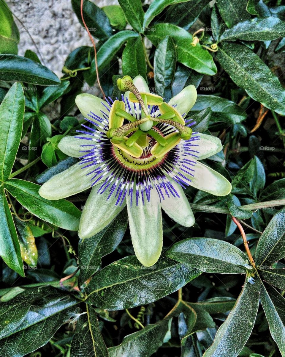 Weird flower