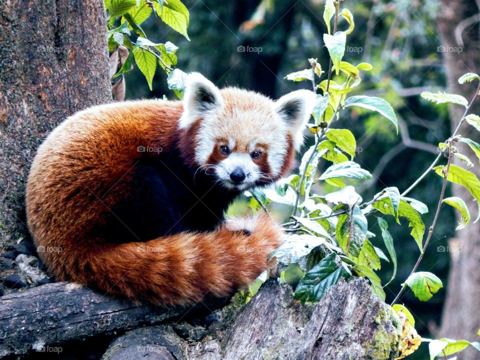 Red panda in Darjeeling.Himalayan zoo in Darjeeling