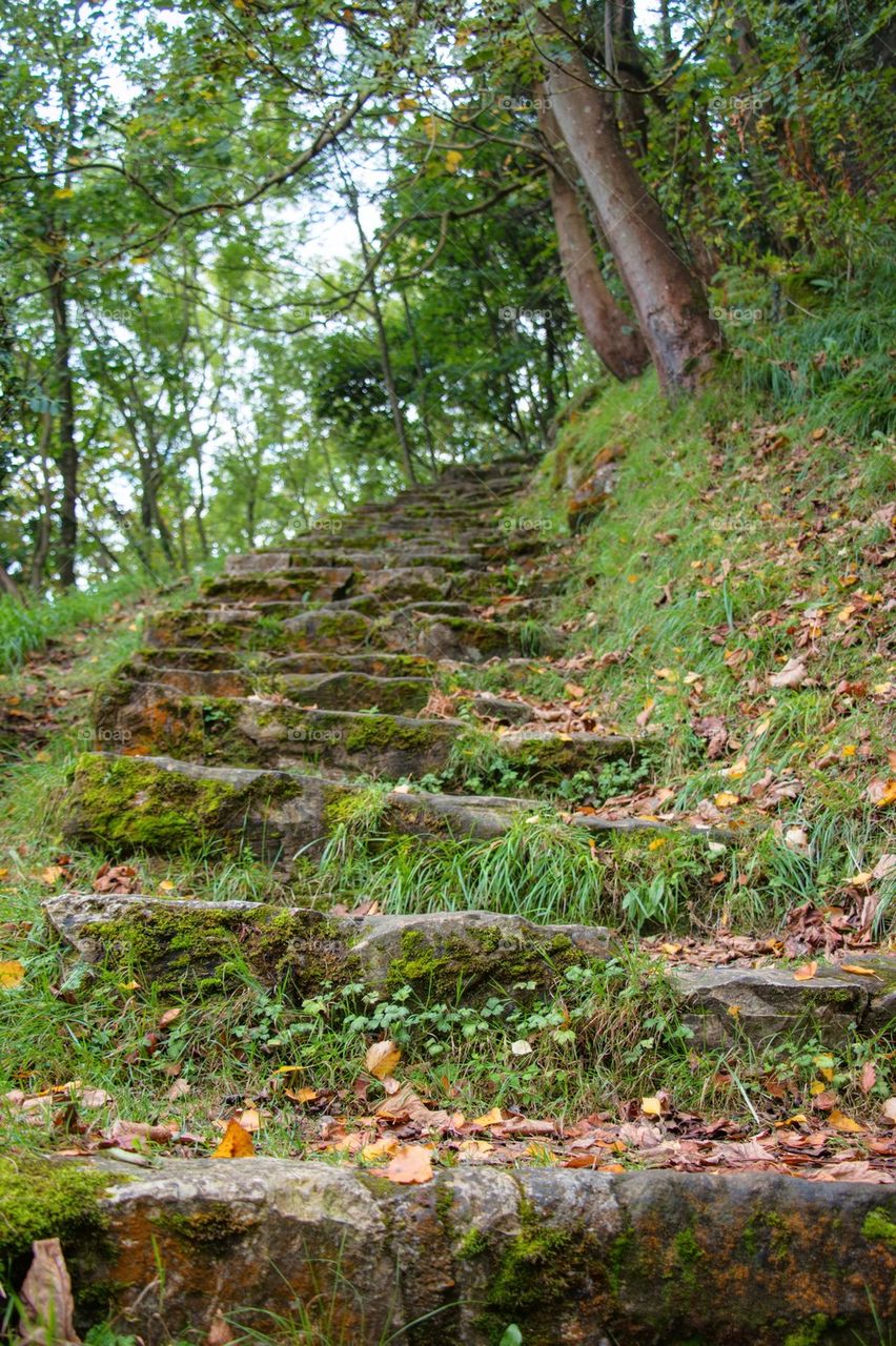 Mossy steps