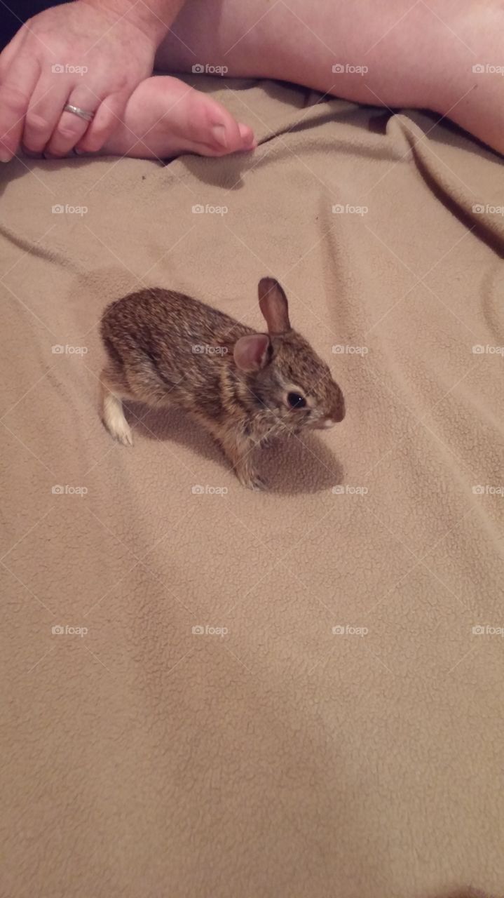 baby cottontail