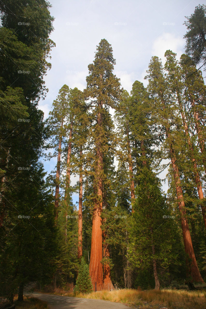 park autumn usa california by kshapley