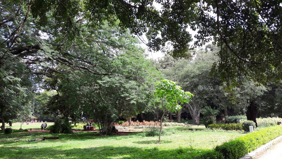 Tree, Landscape, Wood, Nature, Park