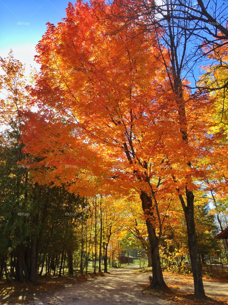 Pretty fall colors . Pretty Autumn day 