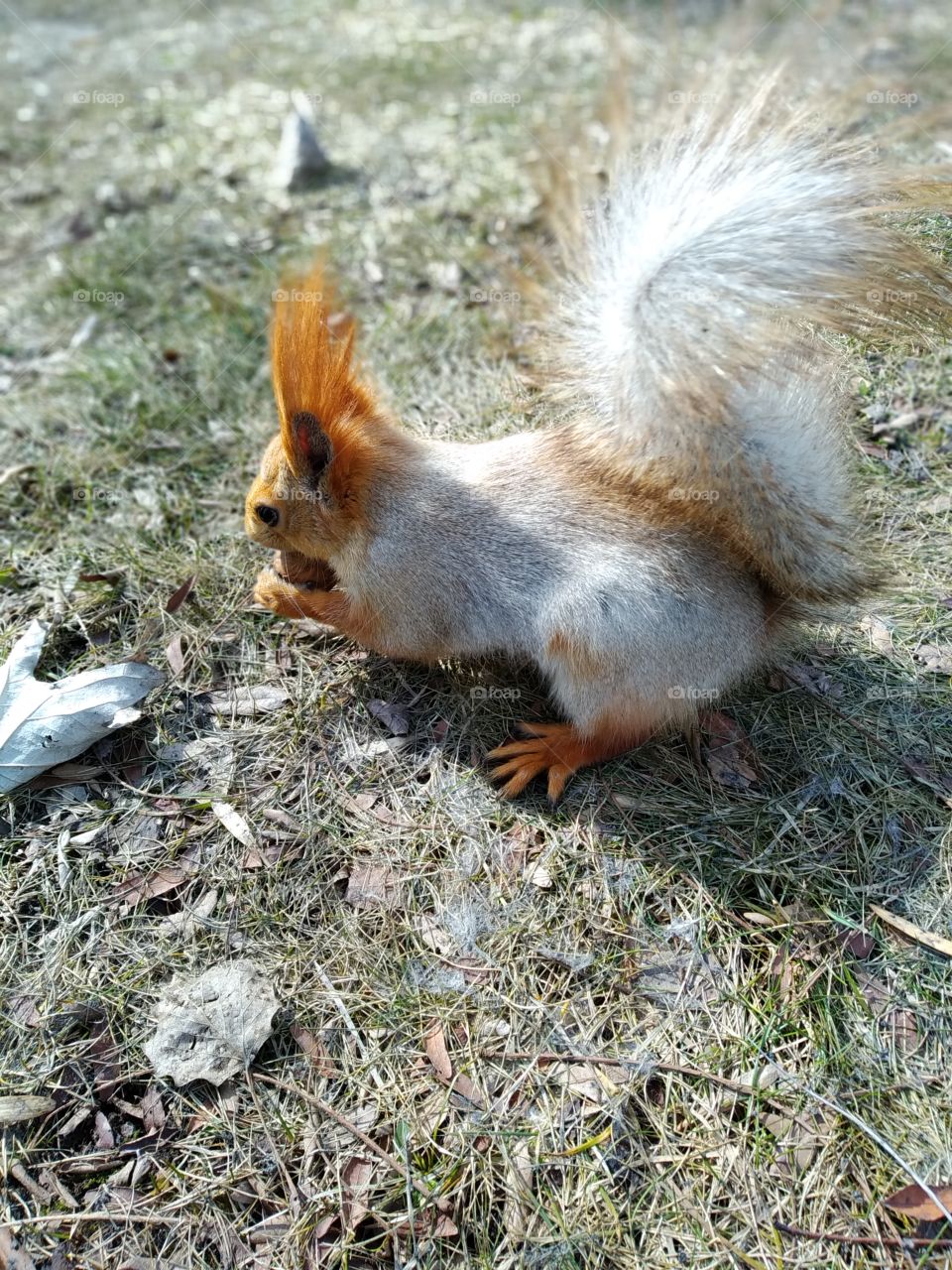 Squirrel