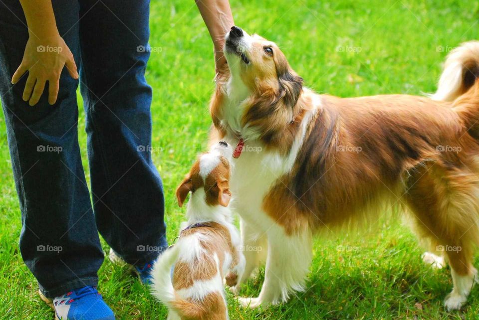spring time outside with family dogs