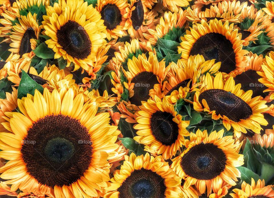 Brilliant California Sunflowers