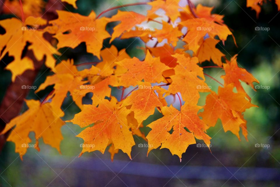 Maple Leaves