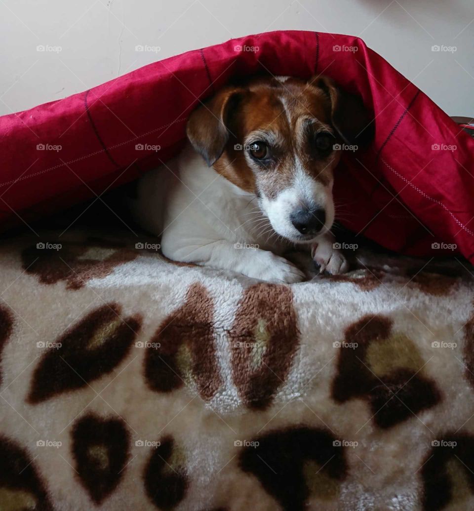 My adorable Jack Russell is snuggling under her quilt in winter...