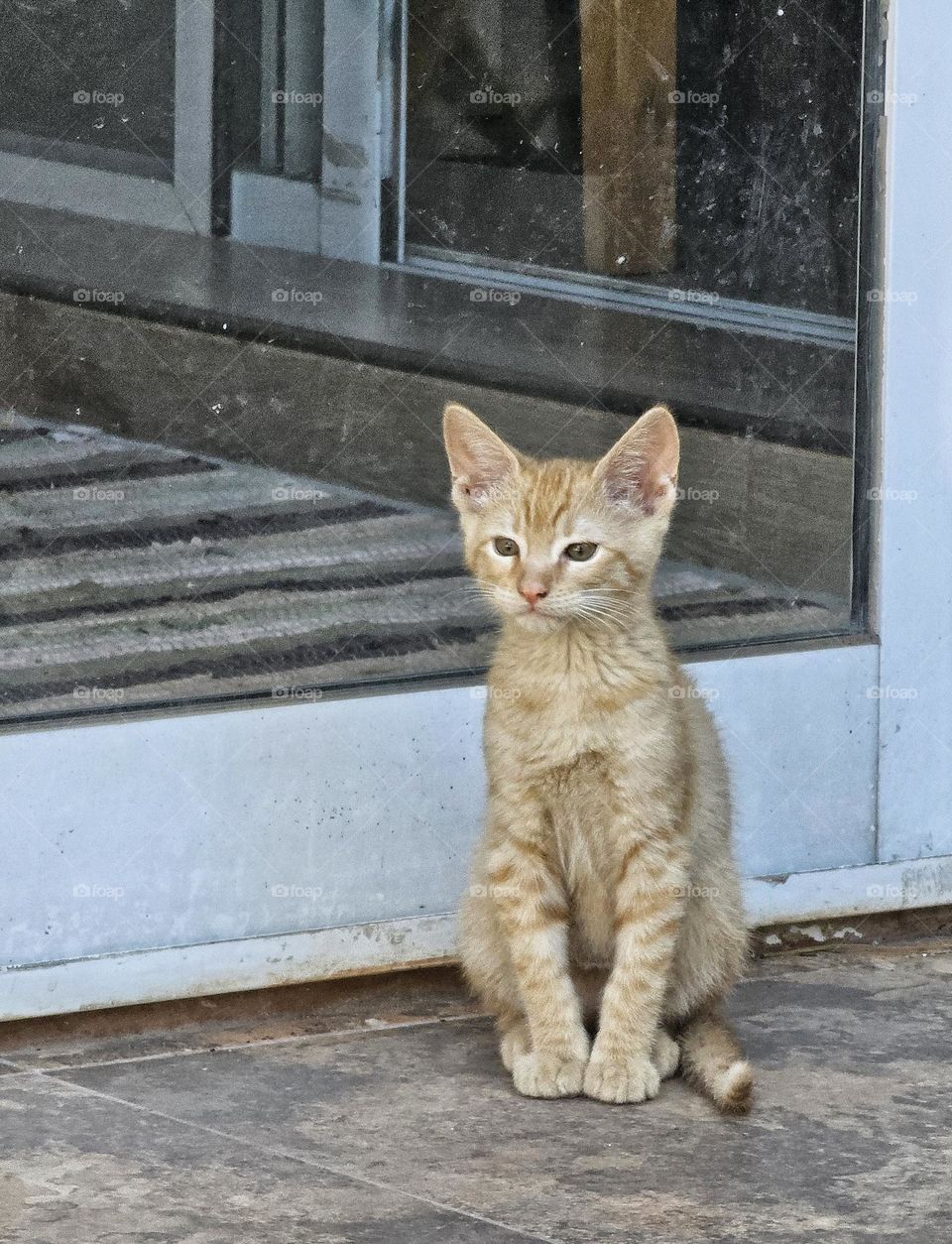 Beige, caramel, coffee and milk, these are the many names for the colors on this ginger kitten.  The hues of brown and beige are some we find in nature, especially in Autumn.