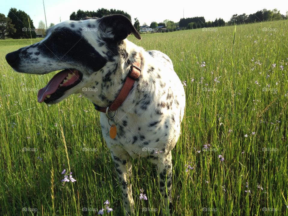 Dottie girl. Took my dog, Dottie for a walk on a beautiful spring afternoon. 