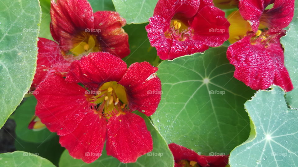 nasturtiums red